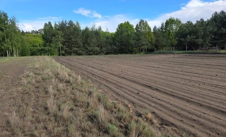 działka na sprzedaż - Koronowo (gw), Tryszczyn